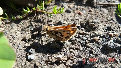 Hylephila fasciolata