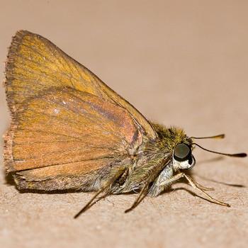 Euphyes vestris