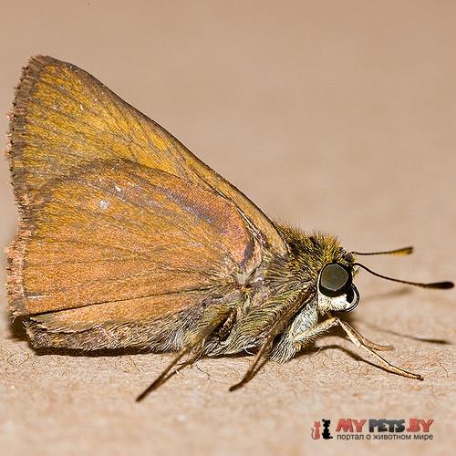 Euphyes vestris