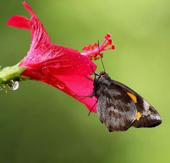 Gangara thyrsis