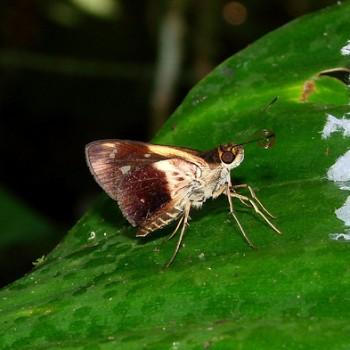 Justinia phaetusa