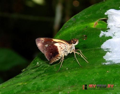 Justinia phaetusa