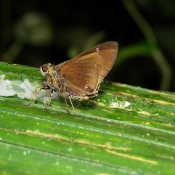 Eutychide olympia