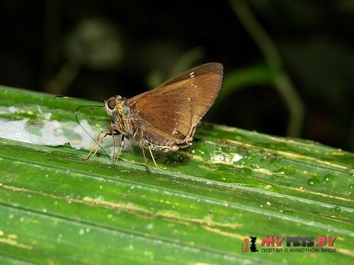 Eutychide olympia