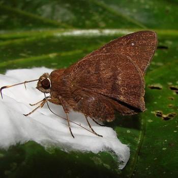 Lychnuchus brasta