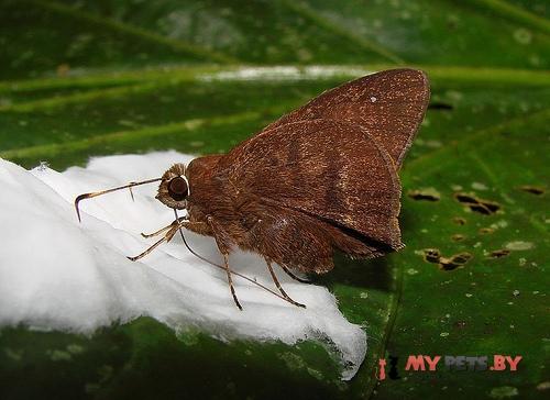 Lychnuchus brasta