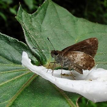 Lucida lucia