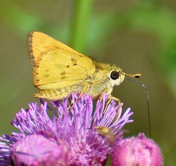 Hylephila phyleus