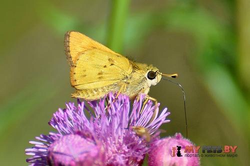 Hylephila phyleus