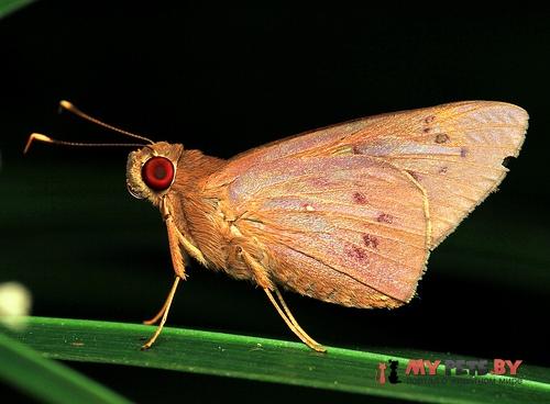 Hidari irava