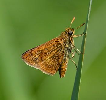 Euphyes conspicua