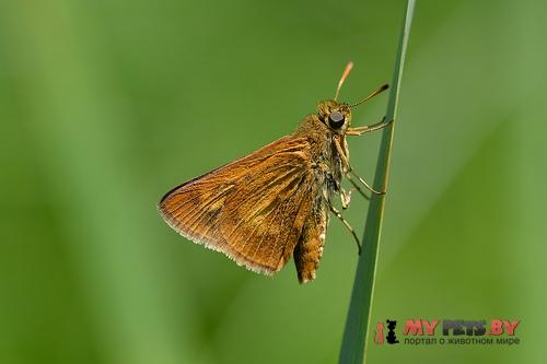 Euphyes conspicua