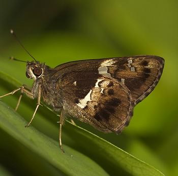hyarotis adrastus
