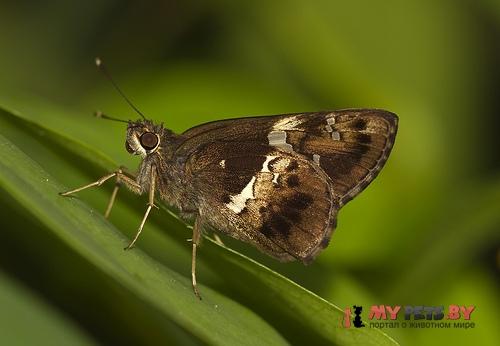 Hyarotis adrastus