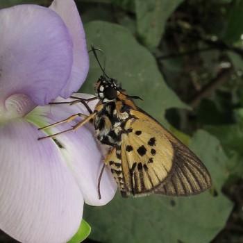 Fresna netopha