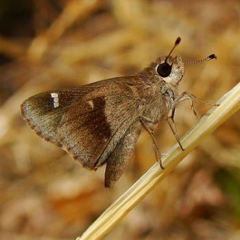 Lerodea arabus