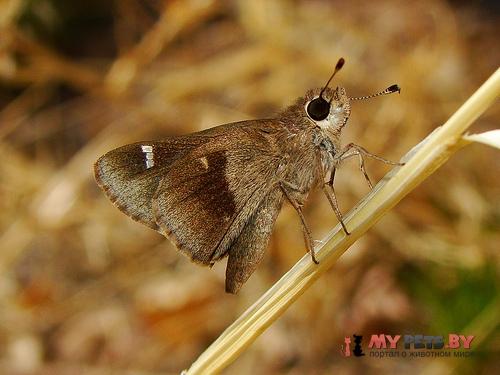 Lerodea arabus