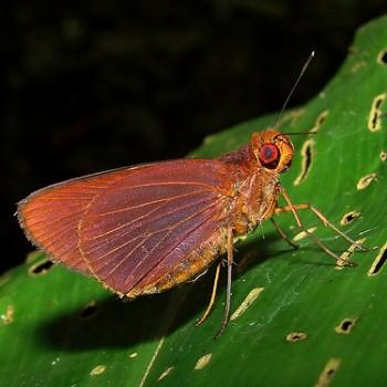 Evansiella cordela