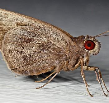 Erionota thrax