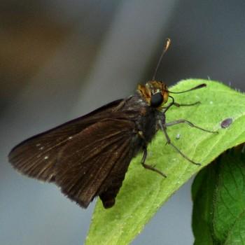 Euphyes cornelius