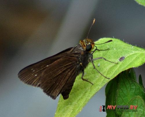 Euphyes cornelius
