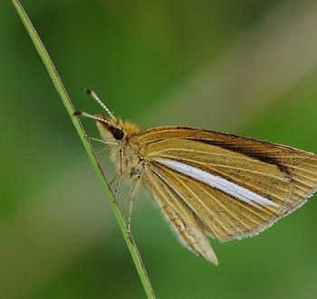 Leptalina unicolor