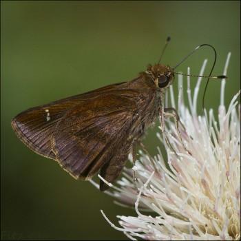 Lerema accius