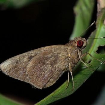 Erionota hiraca