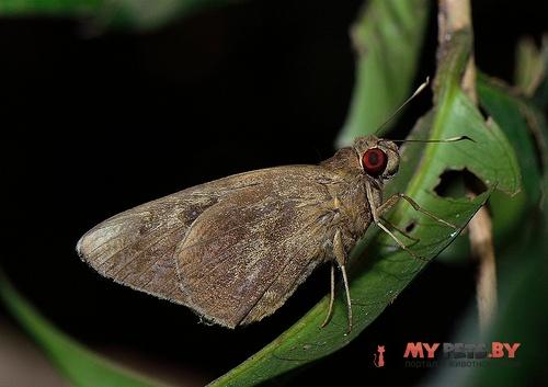 Erionota hiraca