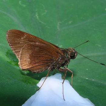 Eutychide complana