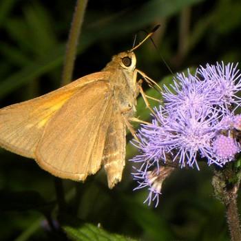 Euphyes pilatka