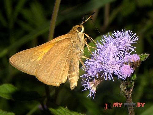 Euphyes pilatka