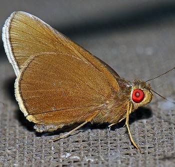 Matapa aria