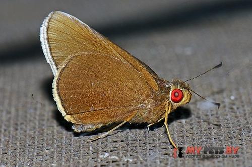 Matapa aria