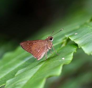 Isma umbrosa