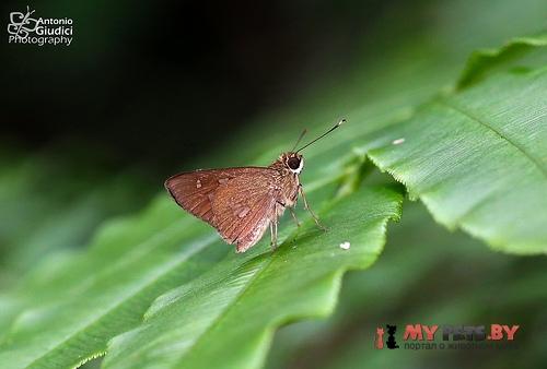 Isma umbrosa