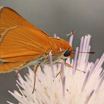 Euphyes arpa