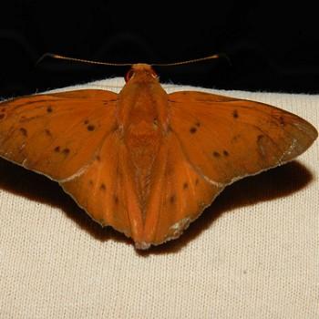 Dyscophellus ramusis