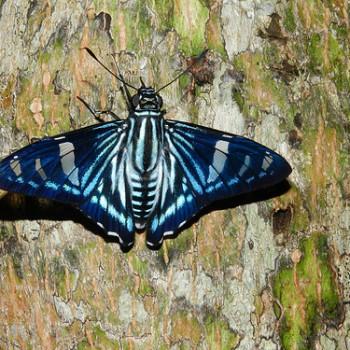 Phocides metrodorus