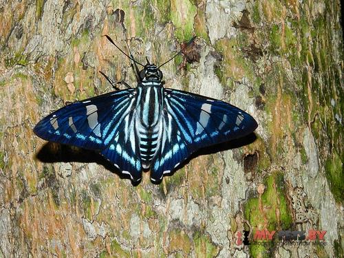 Phocides metrodorus
