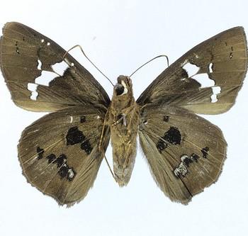 Bungalotis quadratum