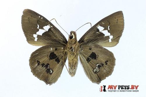 Bungalotis quadratum