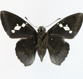 Narcosius colossus