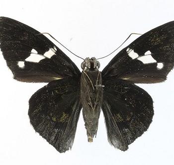 Narcosius samson