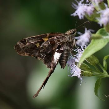 Chioides zilpa