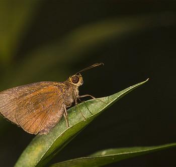 Sodalia coler