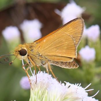 Quasimellana eulogius