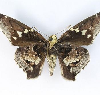 Proteides mercurius