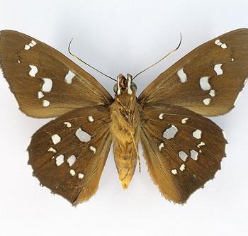 Bungalotis erythus