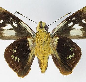 Thracides phidon